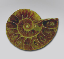 ammonite cab