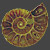 ammonite