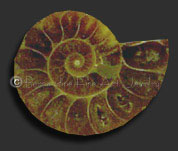 ammonite