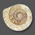 ammonite